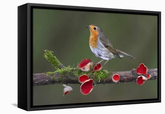 Robin on branch with Scarlet elfcup fungus spring. Dorset, UK, March-Colin Varndell-Framed Stretched Canvas