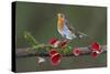 Robin on branch with Scarlet elfcup fungus spring. Dorset, UK, March-Colin Varndell-Stretched Canvas