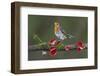 Robin on branch with Scarlet elfcup fungus spring. Dorset, UK, March-Colin Varndell-Framed Photographic Print