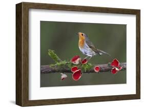 Robin on branch with Scarlet elfcup fungus spring. Dorset, UK, March-Colin Varndell-Framed Photographic Print