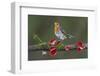 Robin on branch with Scarlet elfcup fungus spring. Dorset, UK, March-Colin Varndell-Framed Photographic Print