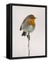 Robin on Frosty Twig in Winter, Northumberland, England, United Kingdom-Toon Ann & Steve-Framed Stretched Canvas