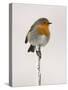 Robin on Frosty Twig in Winter, Northumberland, England, United Kingdom-Toon Ann & Steve-Stretched Canvas