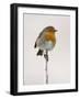 Robin on Frosty Twig in Winter, Northumberland, England, United Kingdom-Toon Ann & Steve-Framed Photographic Print