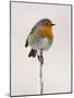 Robin on Frosty Twig in Winter, Northumberland, England, United Kingdom-Toon Ann & Steve-Mounted Photographic Print
