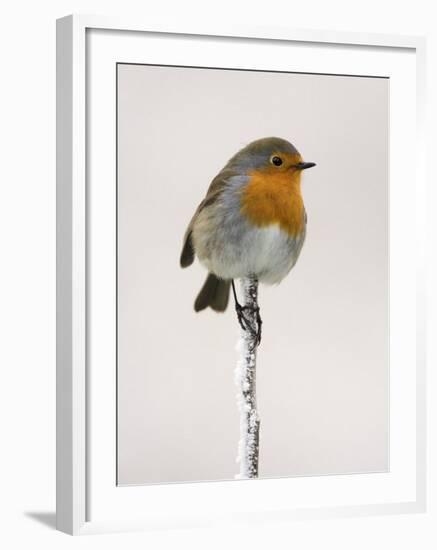 Robin on Frosty Twig in Winter, Northumberland, England, United Kingdom-Toon Ann & Steve-Framed Photographic Print