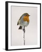 Robin on Frosty Twig in Winter, Northumberland, England, United Kingdom-Toon Ann & Steve-Framed Photographic Print