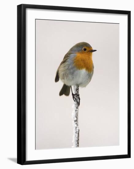 Robin on Frosty Twig in Winter, Northumberland, England, United Kingdom-Toon Ann & Steve-Framed Photographic Print