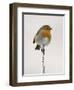 Robin on Frosty Twig in Winter, Northumberland, England, United Kingdom-Toon Ann & Steve-Framed Photographic Print