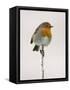 Robin on Frosty Twig in Winter, Northumberland, England, United Kingdom-Toon Ann & Steve-Framed Stretched Canvas