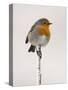 Robin on Frosty Twig in Winter, Northumberland, England, United Kingdom-Toon Ann & Steve-Stretched Canvas