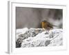 Robin on Frosty Wall in Winter, Northumberland, England, United Kingdom-Toon Ann & Steve-Framed Photographic Print