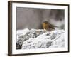 Robin on Frosty Wall in Winter, Northumberland, England, United Kingdom-Toon Ann & Steve-Framed Photographic Print