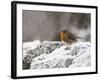 Robin on Frosty Wall in Winter, Northumberland, England, United Kingdom-Toon Ann & Steve-Framed Photographic Print