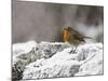 Robin on Frosty Wall in Winter, Northumberland, England, United Kingdom-Toon Ann & Steve-Mounted Photographic Print