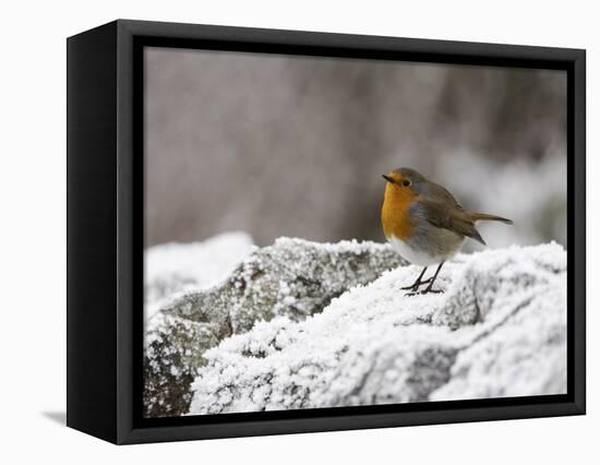 Robin on Frosty Wall in Winter, Northumberland, England, United Kingdom-Toon Ann & Steve-Framed Stretched Canvas