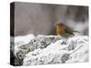 Robin on Frosty Wall in Winter, Northumberland, England, United Kingdom-Toon Ann & Steve-Stretched Canvas