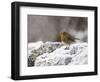 Robin on Frosty Wall in Winter, Northumberland, England, United Kingdom-Toon Ann & Steve-Framed Photographic Print