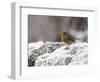 Robin on Frosty Wall in Winter, Northumberland, England, United Kingdom-Toon Ann & Steve-Framed Photographic Print