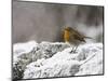 Robin on Frosty Wall in Winter, Northumberland, England, United Kingdom-Toon Ann & Steve-Mounted Photographic Print