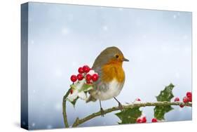 Robin on Holly in Snow-null-Stretched Canvas