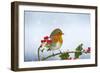 Robin on Holly in Snow-null-Framed Premium Photographic Print