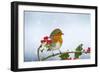 Robin on Holly in Snow-null-Framed Photographic Print