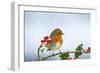 Robin on Holly in Snow-null-Framed Photographic Print