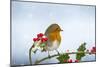 Robin on Holly in Snow-null-Mounted Photographic Print