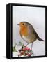 Robin on Holly-null-Framed Stretched Canvas