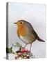 Robin on Holly-null-Stretched Canvas