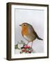Robin on Holly-null-Framed Photographic Print