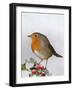 Robin on Holly-null-Framed Photographic Print