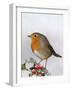 Robin on Holly-null-Framed Photographic Print