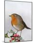 Robin on Holly-null-Mounted Photographic Print