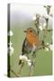 Robin on Plum Blossom-null-Stretched Canvas