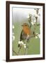 Robin on Plum Blossom-null-Framed Photographic Print