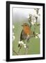 Robin on Plum Blossom-null-Framed Photographic Print