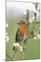 Robin on Plum Blossom-null-Mounted Photographic Print