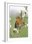 Robin on Plum Blossom-null-Framed Photographic Print