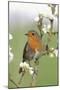 Robin on Plum Blossom-null-Mounted Photographic Print