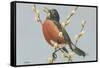 Robin on Pussy Willows-null-Framed Stretched Canvas