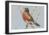 Robin on Pussy Willows-null-Framed Art Print