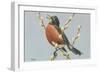 Robin on Pussy Willows-null-Framed Art Print