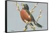 Robin on Pussy Willows-null-Framed Stretched Canvas