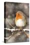 Robin on Snow Covered Branch with Falling Snow-null-Stretched Canvas