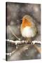 Robin on Snow Covered Branch with Falling Snow-null-Stretched Canvas