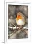 Robin on Snow Covered Branch with Falling Snow-null-Framed Photographic Print