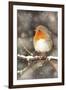 Robin on Snow Covered Branch with Falling Snow-null-Framed Photographic Print