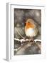 Robin on Snow Covered Branch with Falling Snow-null-Framed Photographic Print